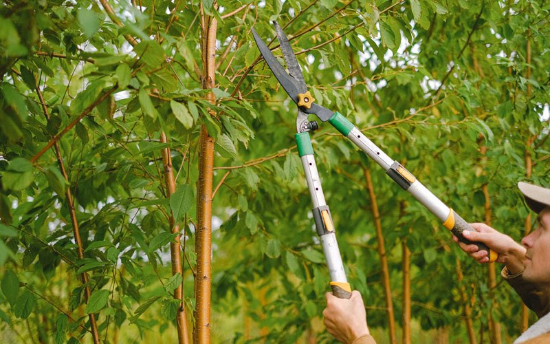 Tree trimming in Holland, IN